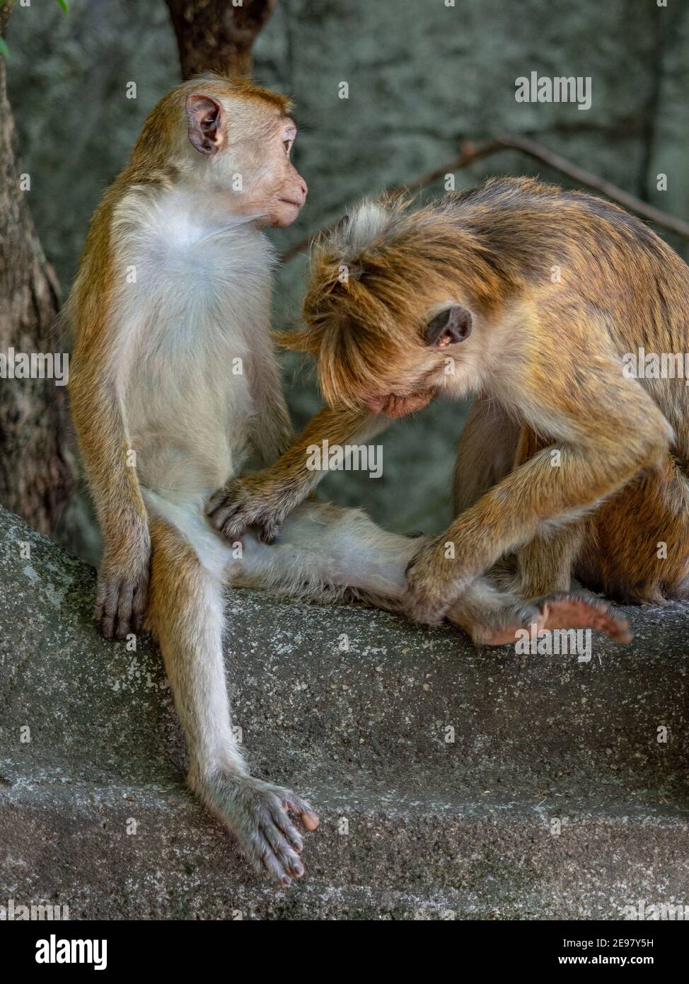 Deux singes, langours gris touffeté dans le parc de la ville du patrimoine Anuradhapura nettoyage de fourrure. Sri Lanka, Asie Banque D'Images