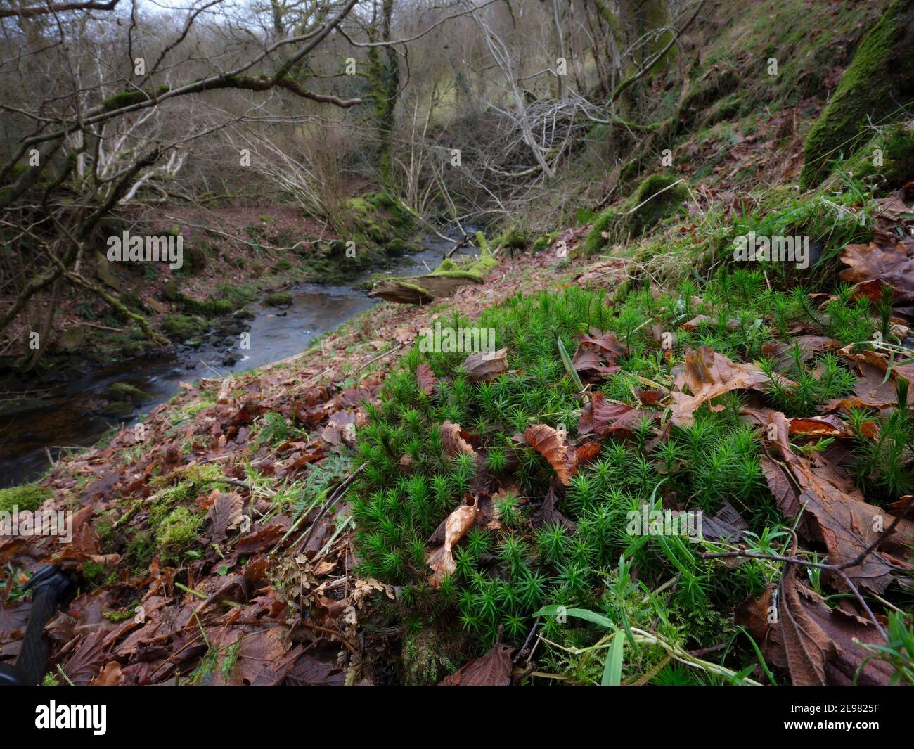 Une mousse couverte, rive à flancs escarpés, et en janvier le bois de Dales commence à se préparer pour le printemps Banque D'Images