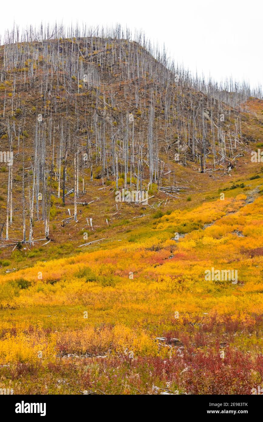 Prairie subalpine de couleur automnale le long du sentier du lac Floe, dans le parc national Kootenay, dans les Rocheuses canadiennes, en Colombie-Britannique, au Canada Banque D'Images