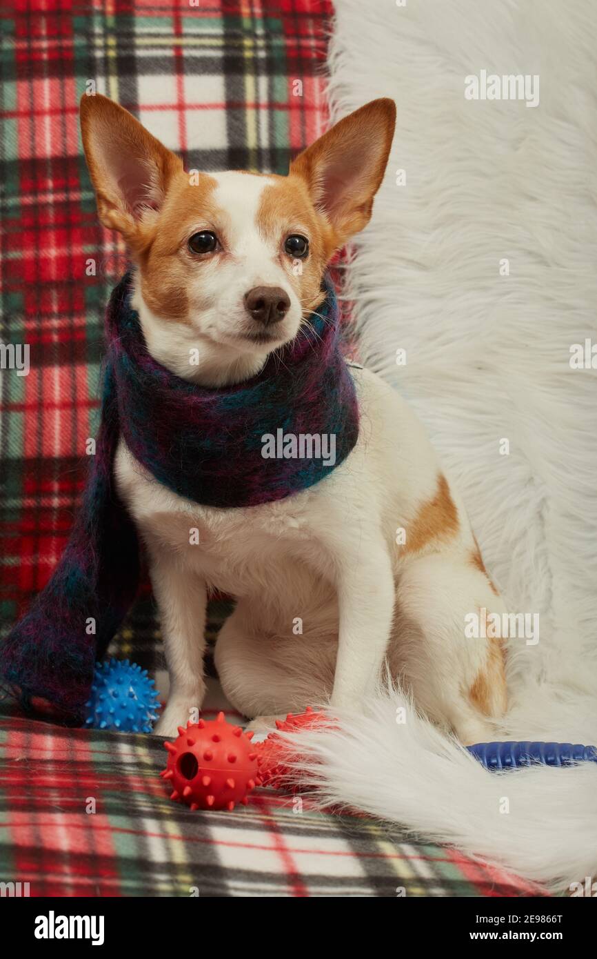Jack Russell Terrier chien avec écharpe assis sur canapé ressemble à huis  clos Photo Stock - Alamy