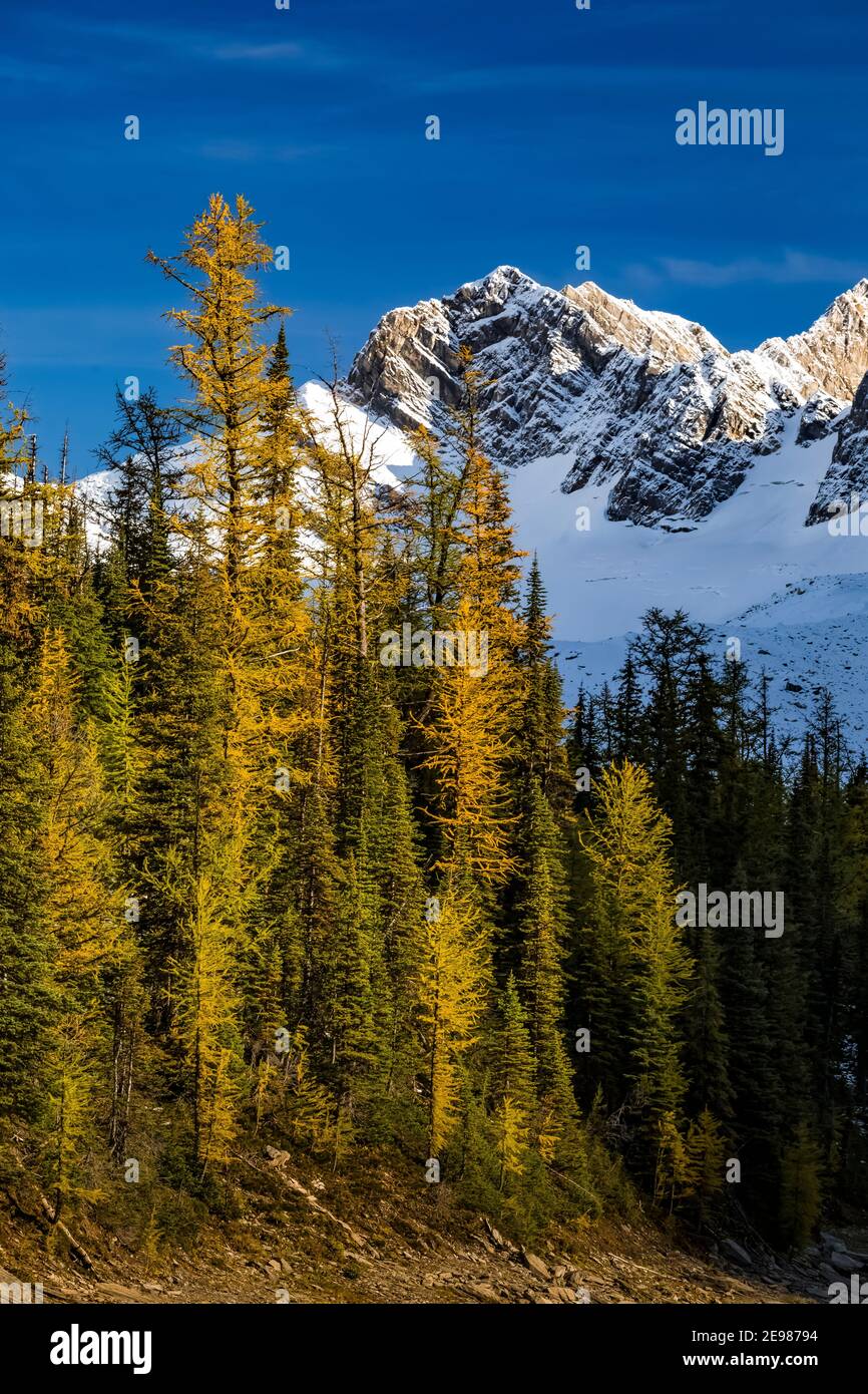 Lyall's Larch, Larix lyallii, en couleur automnale avec floe Peak dans le parc national Kootenay, dans les Rocheuses canadiennes, en Colombie-Britannique, au Canada Banque D'Images