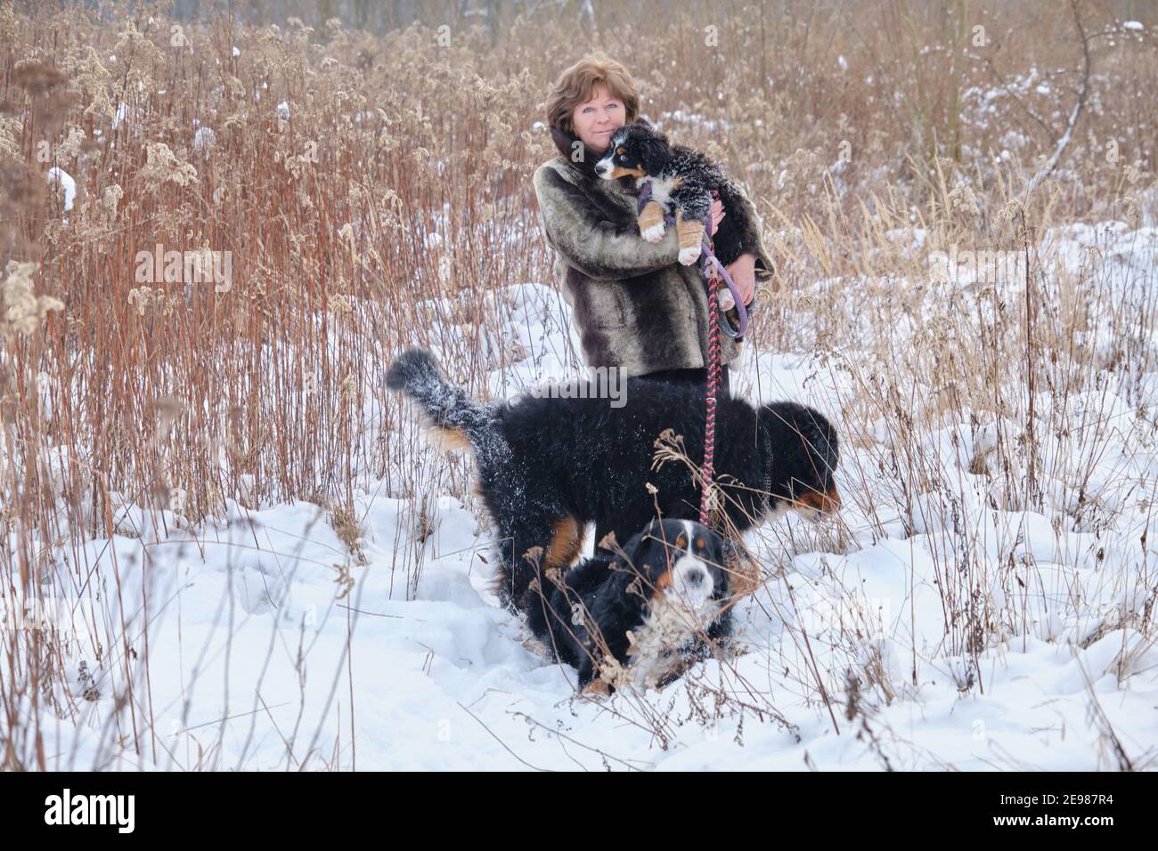 femme mature avec des chiens de montagne bernois dans la prairie d'hiver Banque D'Images