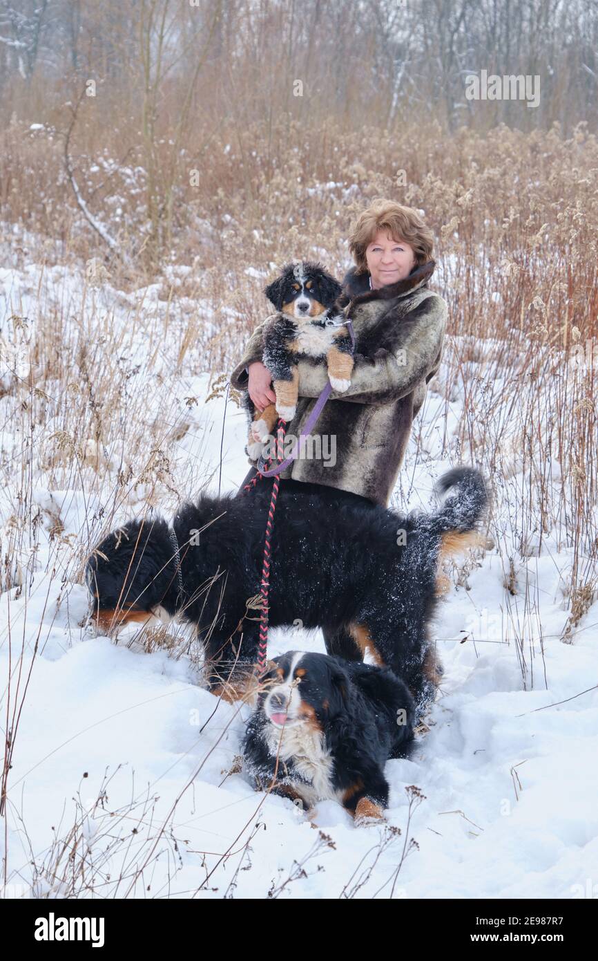femme mature avec des chiens de montagne bernois dans la prairie d'hiver Banque D'Images