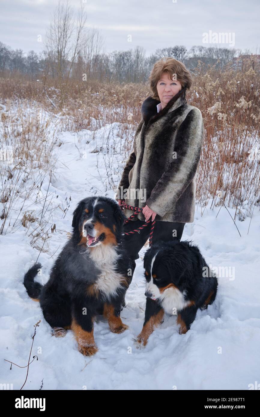 femme mature avec des chiens de montagne bernois dans la prairie d'hiver Banque D'Images