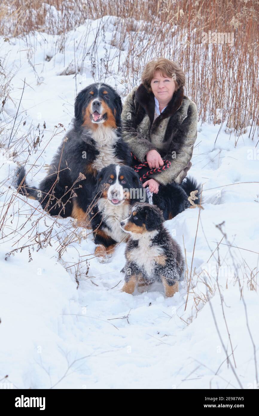 femme mature avec des chiens de montagne bernois dans la prairie d'hiver Banque D'Images