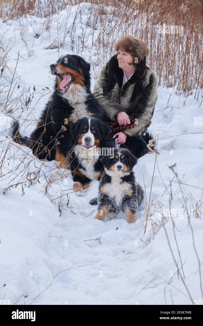 femme mature avec des chiens de montagne bernois dans la prairie d'hiver Banque D'Images