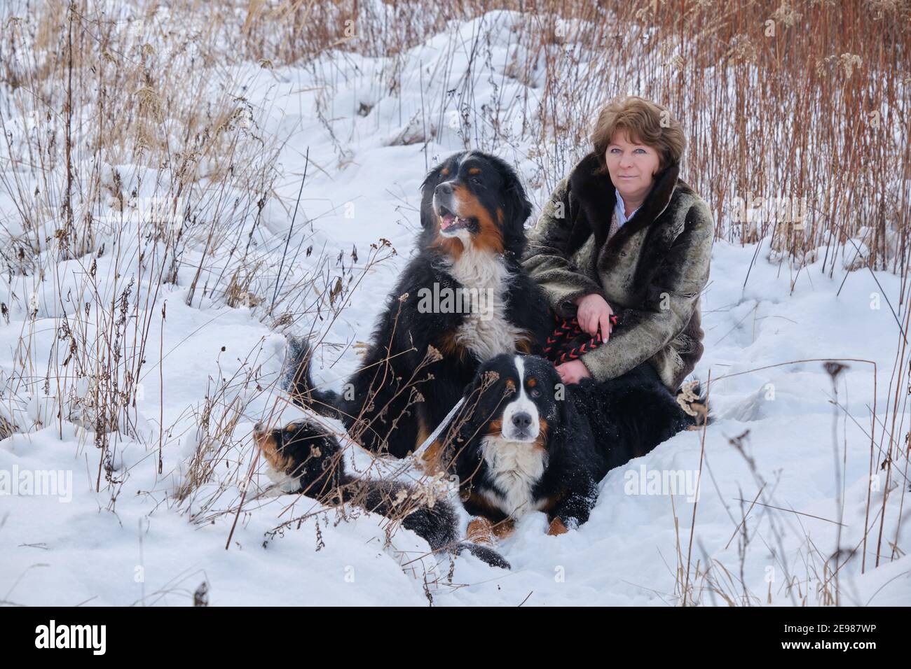 femme mature avec des chiens de montagne bernois dans la prairie d'hiver Banque D'Images