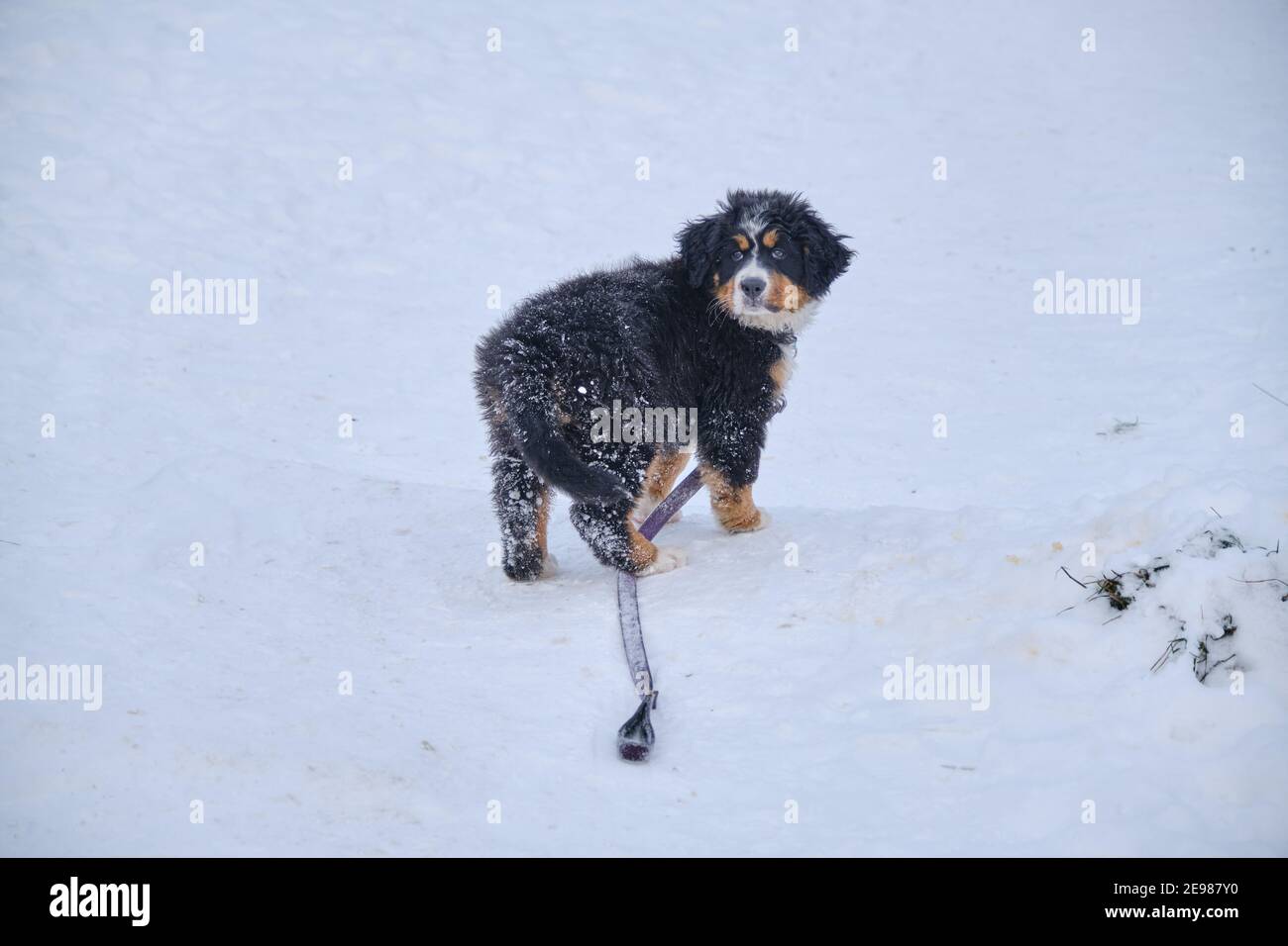 un petit chien de montagne bernois chiot à la neige regarder appareil photo Banque D'Images
