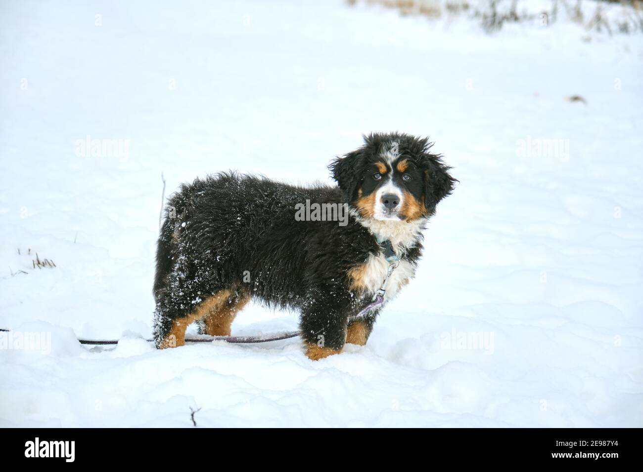 un petit chien de montagne bernois chiot à la neige regarder appareil photo Banque D'Images