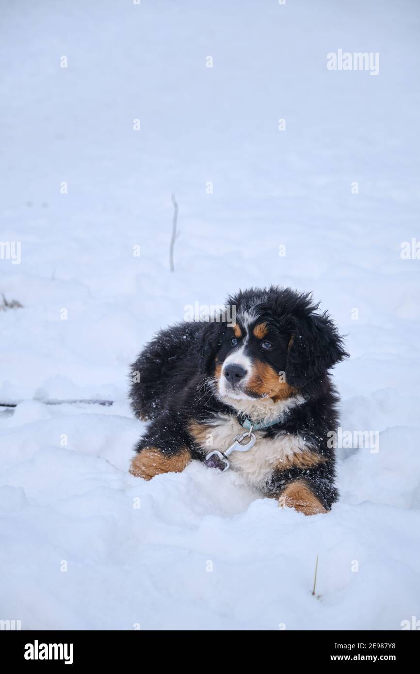 un petit chien de montagne bernois chiot à la neige regarder appareil photo Banque D'Images