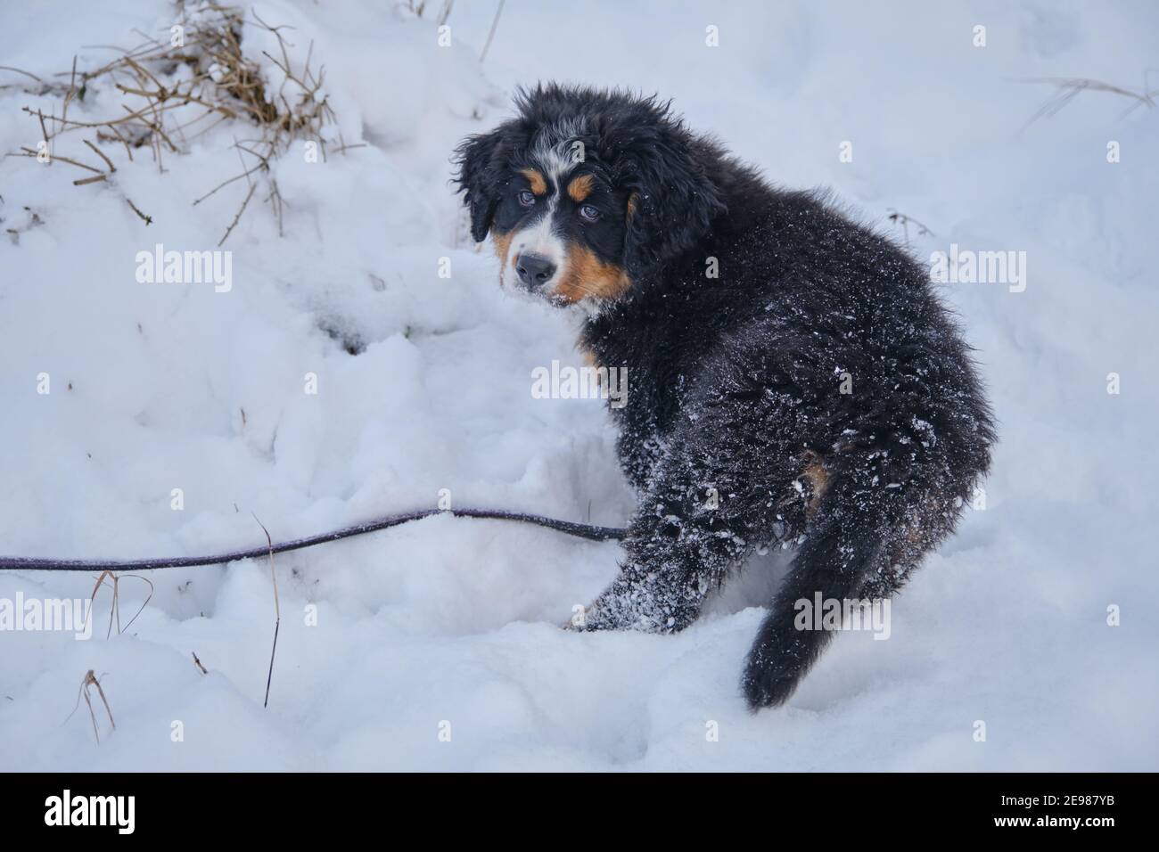 un petit chien de montagne bernois chiot à la neige regarder appareil photo Banque D'Images