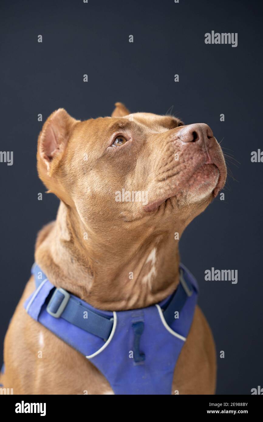 Un chien sur fond noir dans le studio Banque D'Images