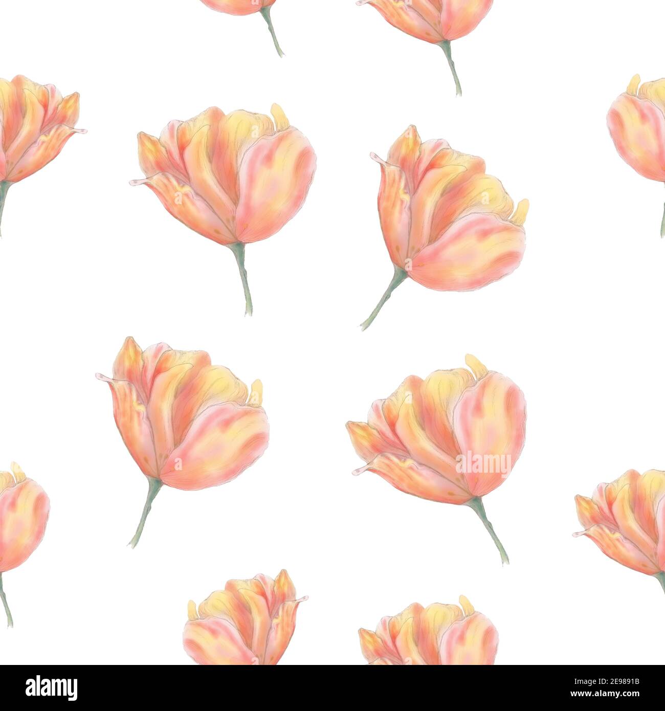 Motif tulipe sans coutures sur fond blanc. Dessin à la main aquarelle tulipe. Motif floral rose. Banque D'Images