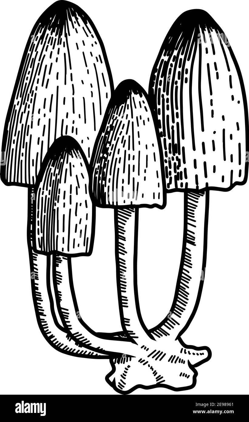 Illustration des champignons en style gravure. Élément de conception pour affiche, carte, bannière, panneau, logo.illustration vectorielle Illustration de Vecteur