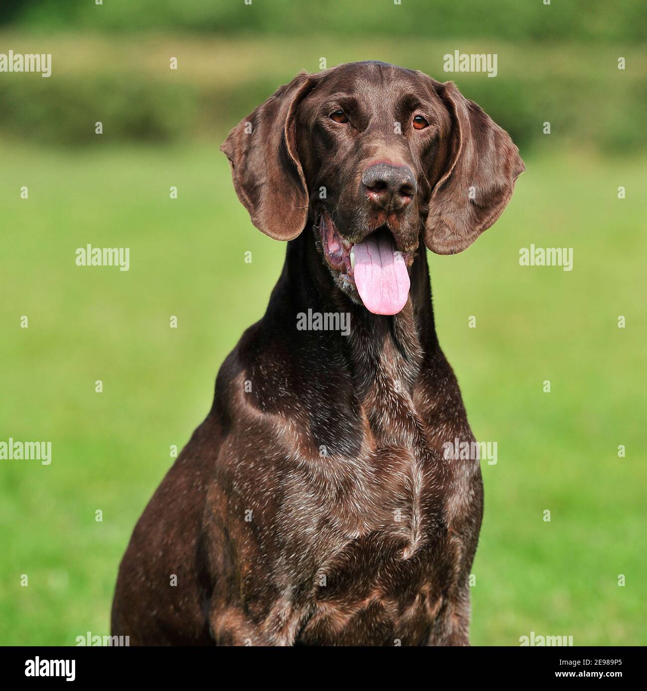 Braque allemand chien Banque D'Images