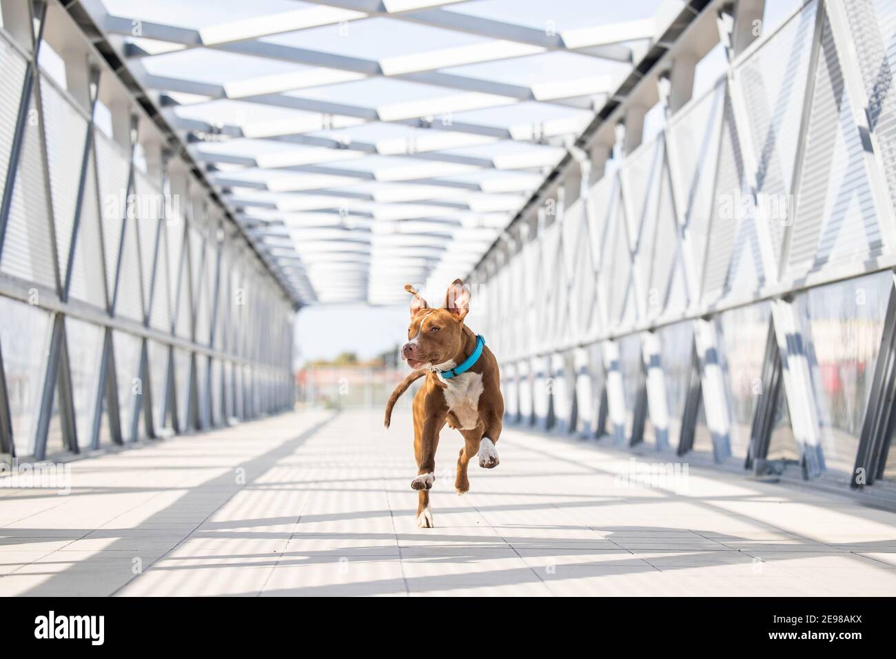 Un chien a couru sur un pont Banque D'Images