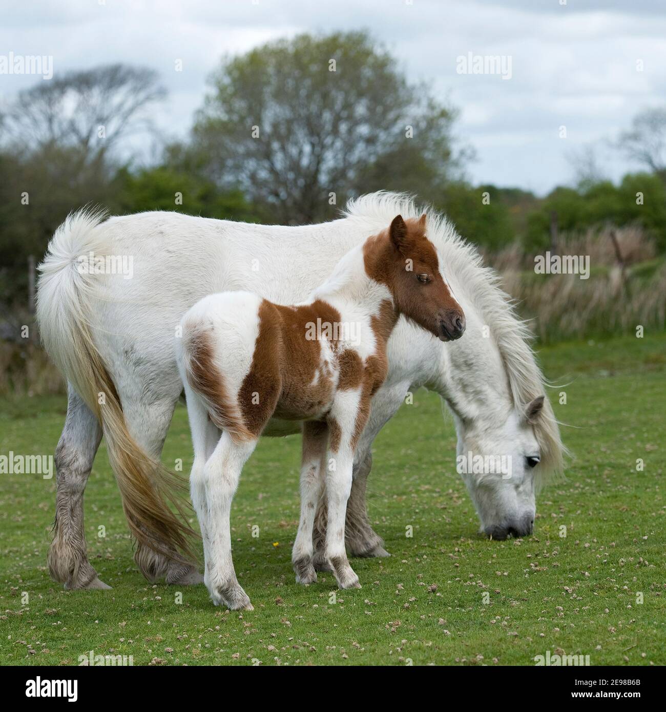 poney et foal Banque D'Images