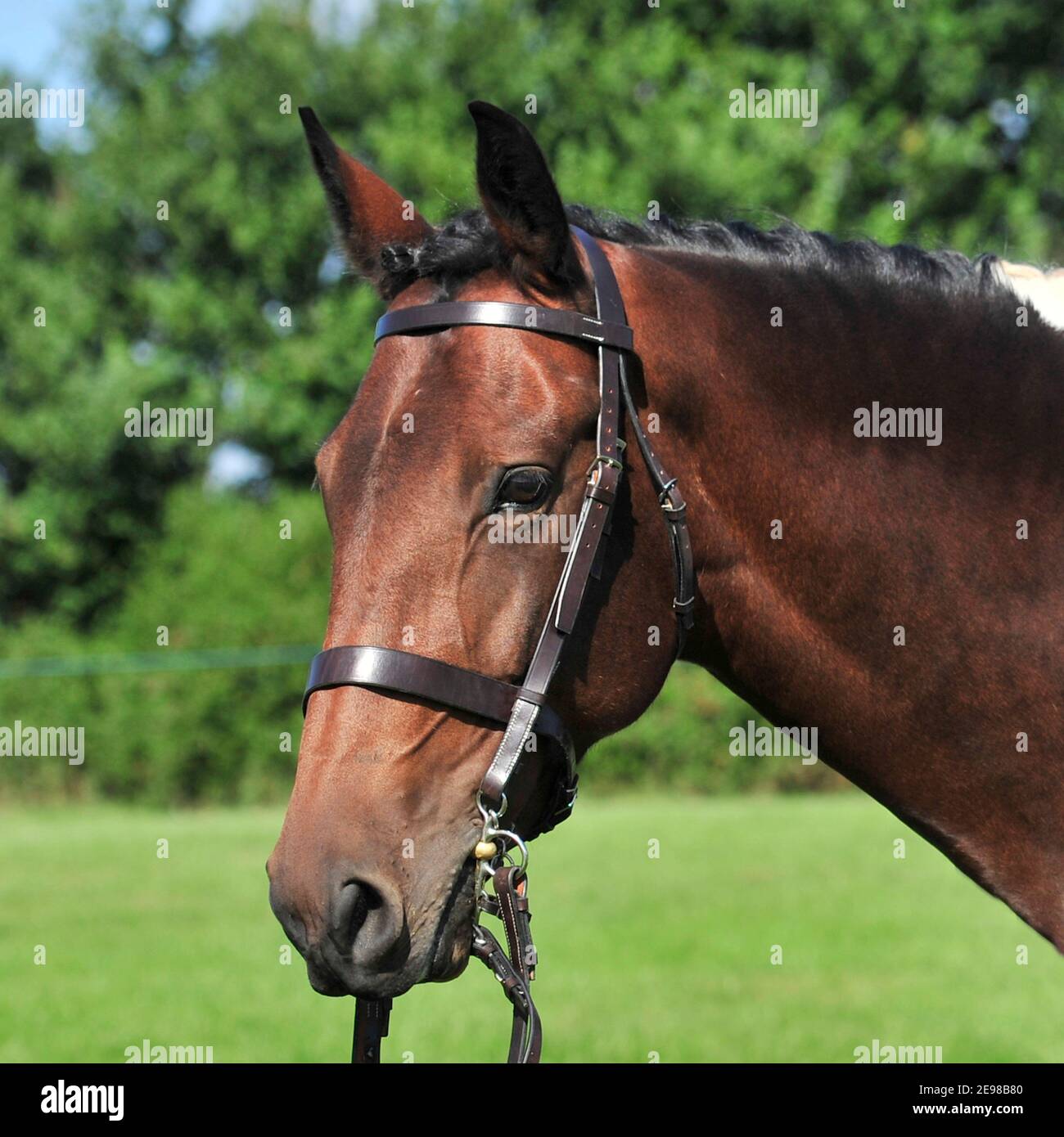 cheval Banque D'Images