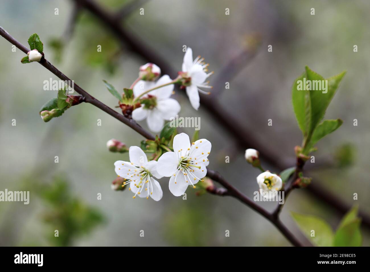 Fleur de cerisier au printemps sur fond flou. Fleurs blanches sur une branche dans un jardin, couleurs douces Banque D'Images