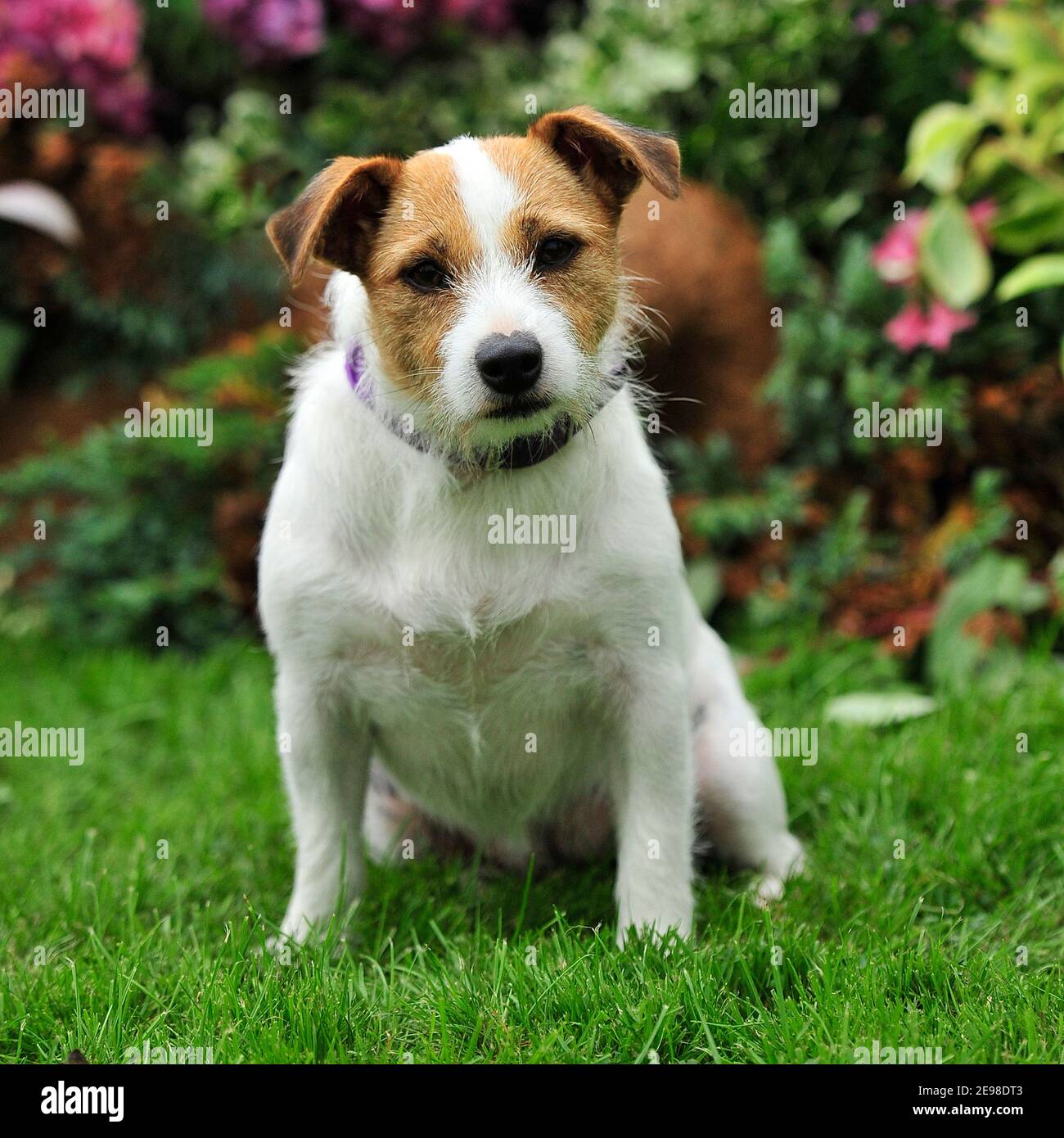 Jack Russell Terrier dog Banque D'Images