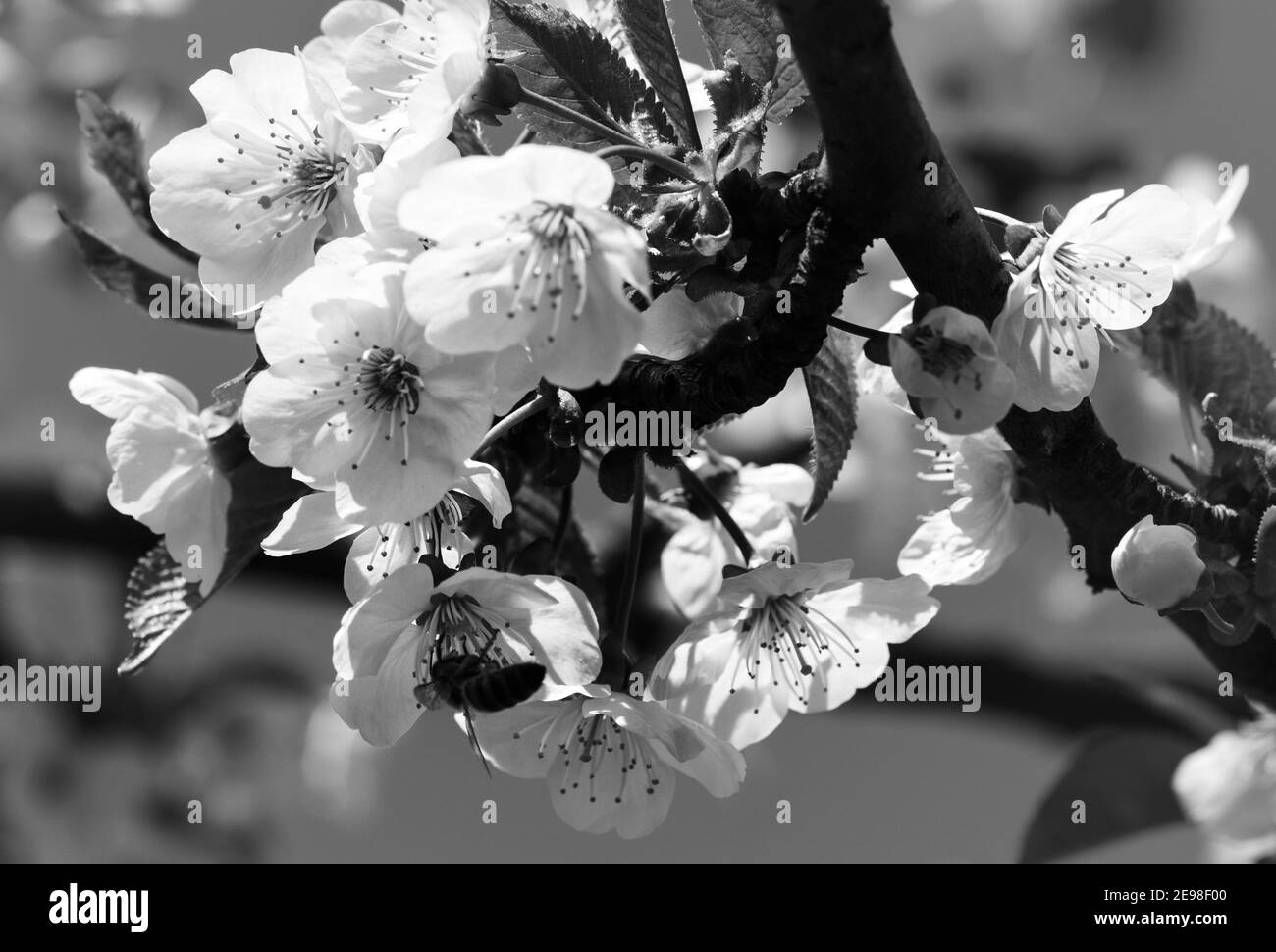 Branches fleuries ensoleillées d'arbres fruitiers avec de petites fleurs et des feuilles le jour ensoleillé du printemps. Plante à fleurs de la famille des roses Rosaceae, genre Prunus. W Banque D'Images Branches fleuries ensoleillées d'arbres fruitiers avec de petites fleurs et des feuilles le jour ensoleillé du printemps. Plante à fleurs de la famille des roses Rosaceae, genre Prunus. W Banque D'Images