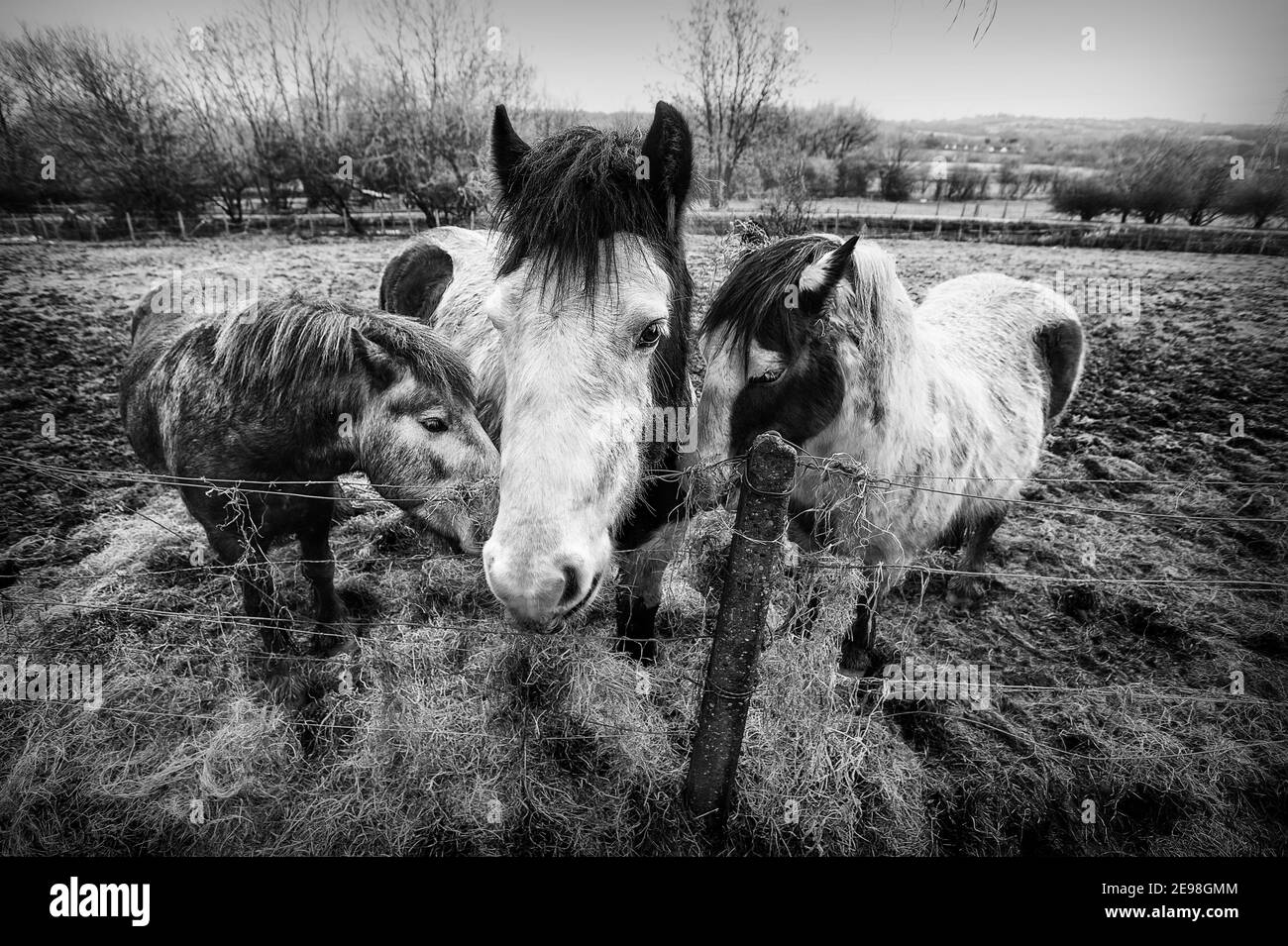 Poneys d'hiver Banque D'Images