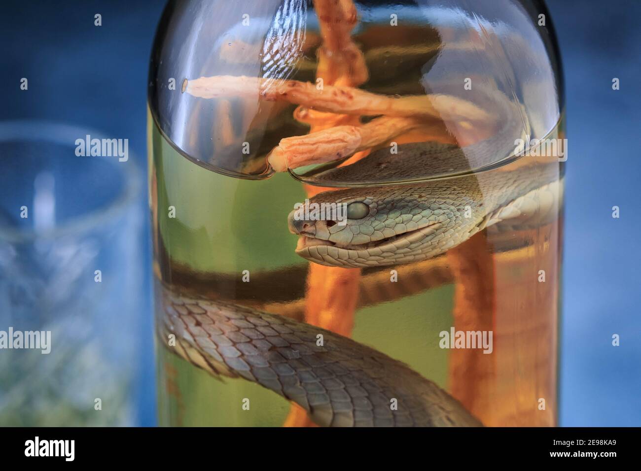 Vodka vietnamienne avec serpent et racine de ginseng. Serpent à l'intérieur d'une bouteille de vin de riz un remède médical au Vietnam. Alcool médicamenteux. Boisson alcoolisée serpent. Banque D'Images