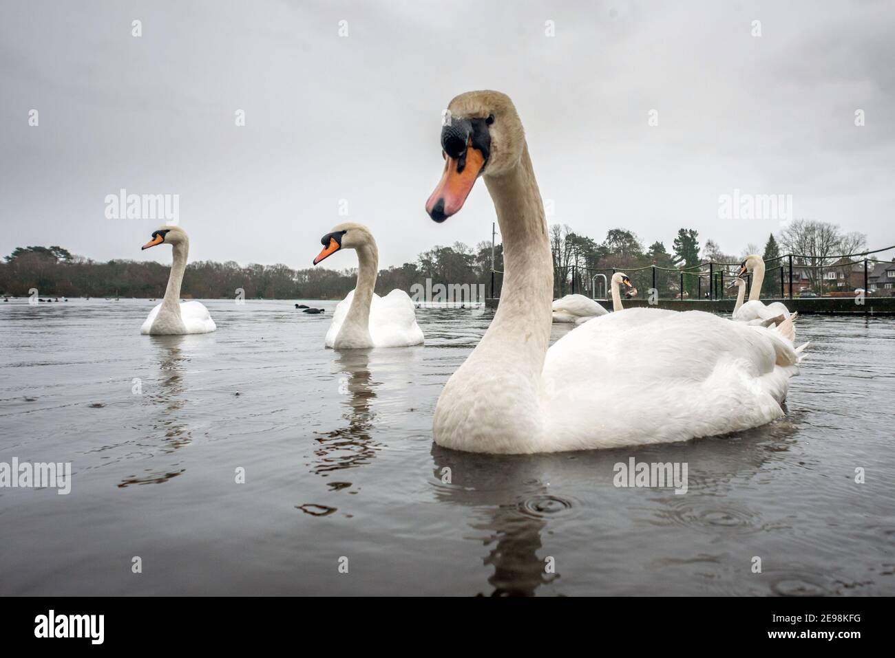 Petersfield, 3 février 2021: Cygnes sur l'étang de Heath à Petersfield dans le Hampshire pendant un downverse crédit: Andrew Hasson/Alamy Live News Banque D'Images
