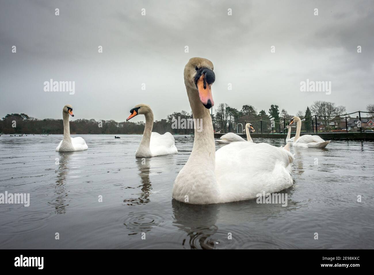 Petersfield, 3 février 2021: Cygnes sur l'étang de Heath à Petersfield dans le Hampshire pendant un downverse crédit: Andrew Hasson/Alamy Live News Banque D'Images