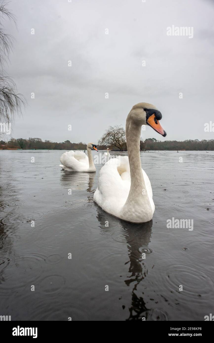 Petersfield, 3 février 2021: Cygnes sur l'étang de Heath à Petersfield dans le Hampshire pendant un downverse crédit: Andrew Hasson/Alamy Live News Banque D'Images