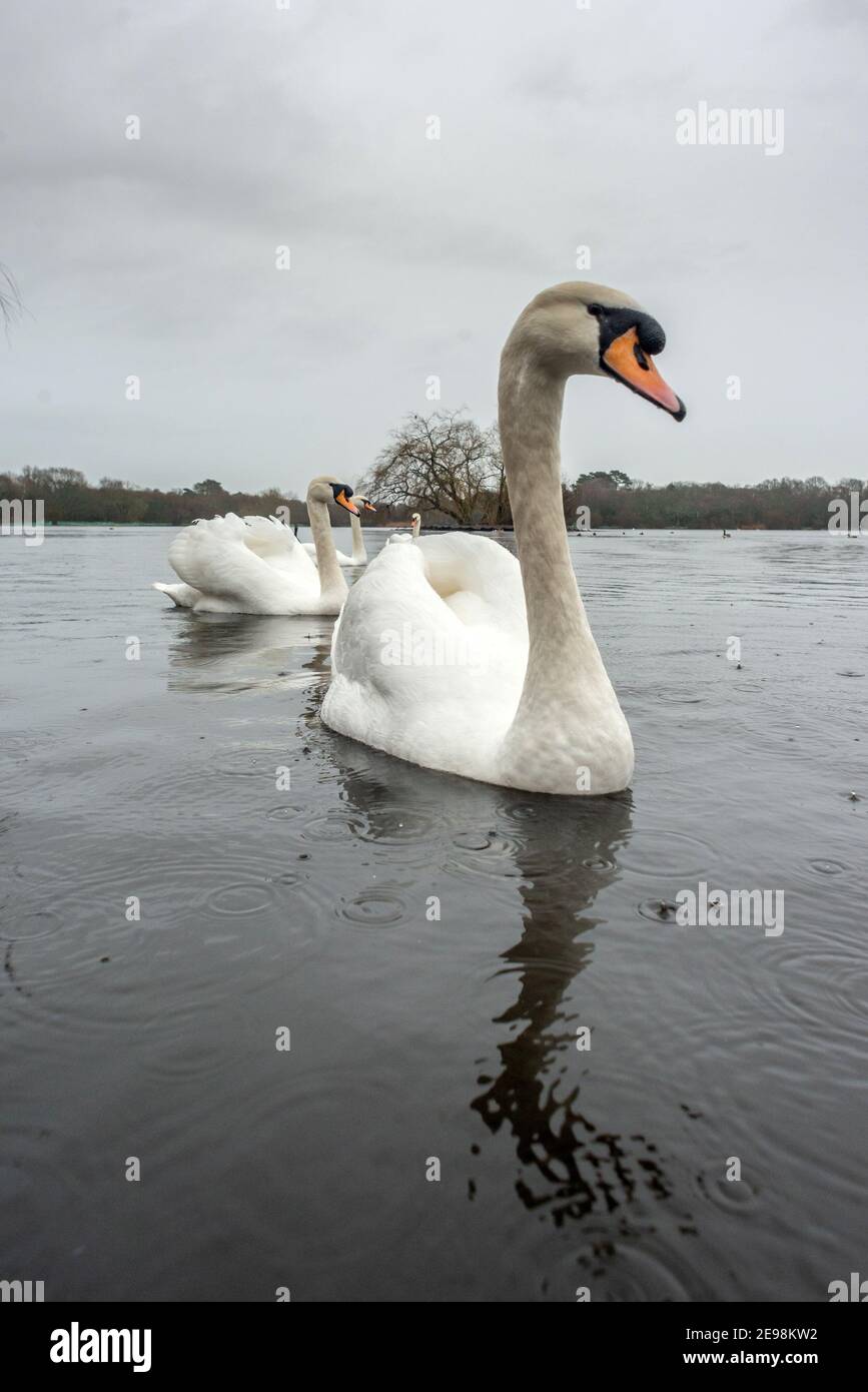 Petersfield, 3 février 2021: Cygnes sur l'étang de Heath à Petersfield dans le Hampshire pendant un downverse crédit: Andrew Hasson/Alamy Live News Banque D'Images