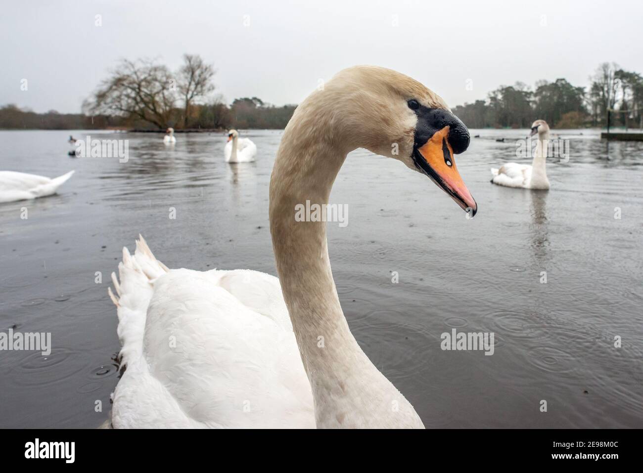 Petersfield, 3 février 2021: Cygnes sur l'étang de Heath à Petersfield dans le Hampshire pendant un downverse crédit: Andrew Hasson/Alamy Live News Banque D'Images