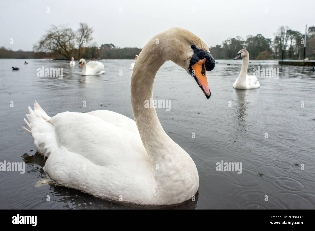 Petersfield, 3 février 2021: Cygnes sur l'étang de Heath à Petersfield dans le Hampshire pendant un downverse crédit: Andrew Hasson/Alamy Live News Banque D'Images