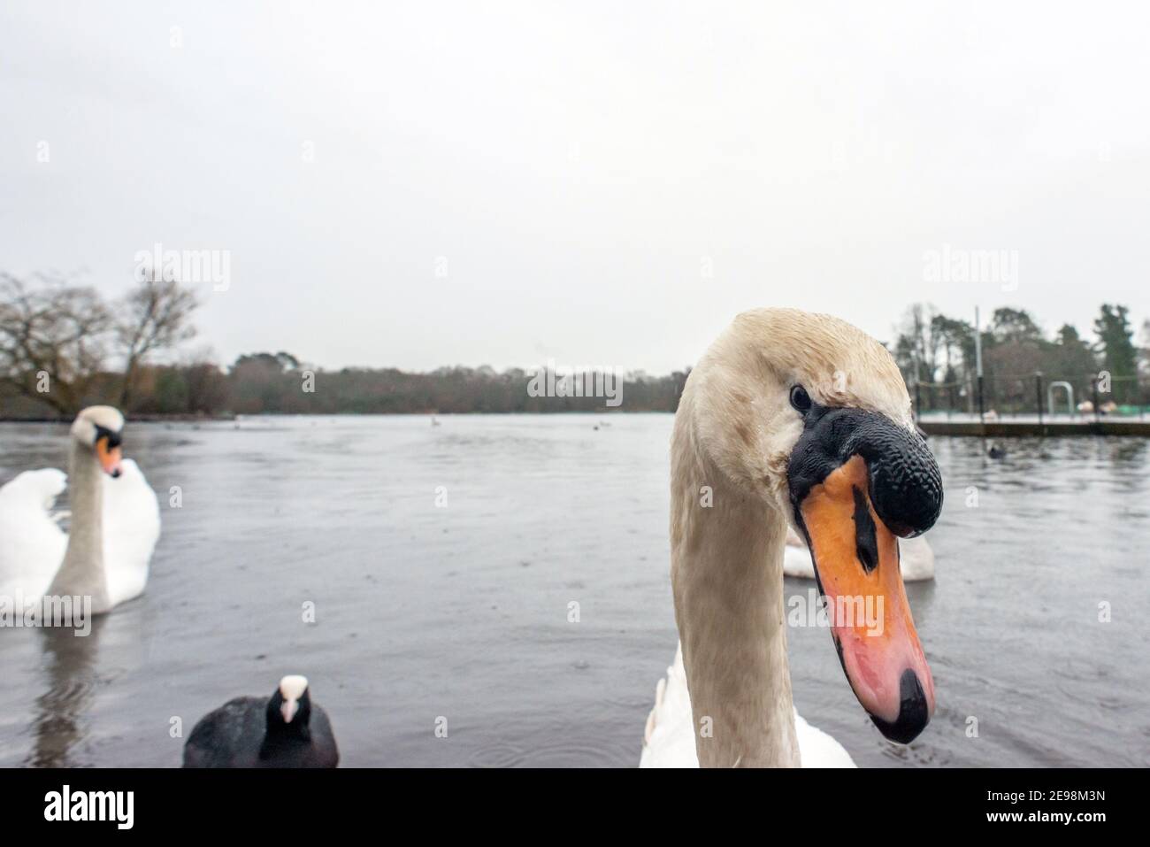 Petersfield, 3 février 2021: Cygnes sur l'étang de Heath à Petersfield dans le Hampshire pendant un downverse crédit: Andrew Hasson/Alamy Live News Banque D'Images