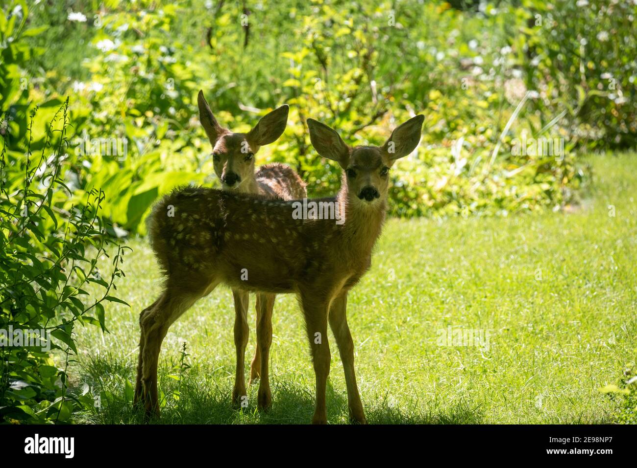 Des faons de cerf mulet dans une cour, Joseph, Oregon. Banque D'Images