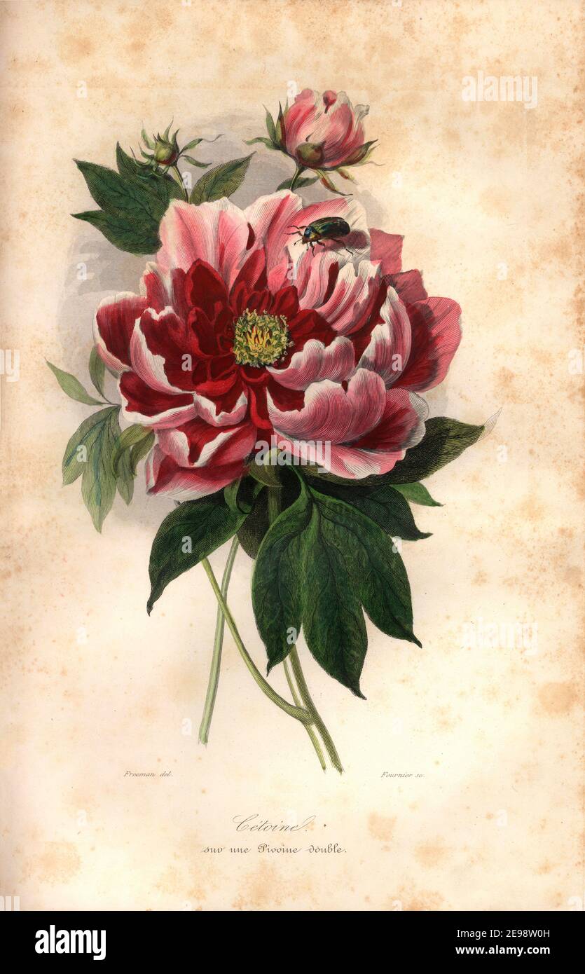 Scanner d’une édition originale du livre “le jardin des plantes”, deuxieme partie, L. Curmer, éditeur, Paris 1843, Illustration, gravé, main colo Banque D'Images