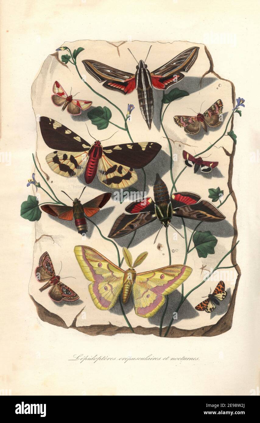 Scanner d’une édition originale du livre “le jardin des plantes”, deuxieme partie, L. Curmer, éditeur, Paris 1843, Illustration, gravé, main colo Banque D'Images