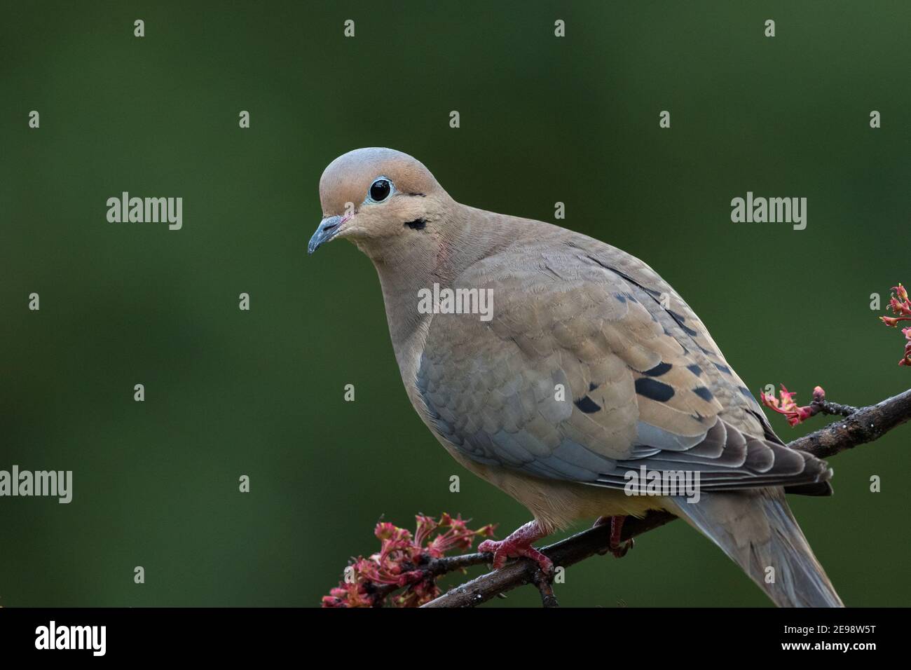 Portrait d'une colombe en deuil, Zenaida macroura, perchée sur une branche d'érable. Banque D'Images