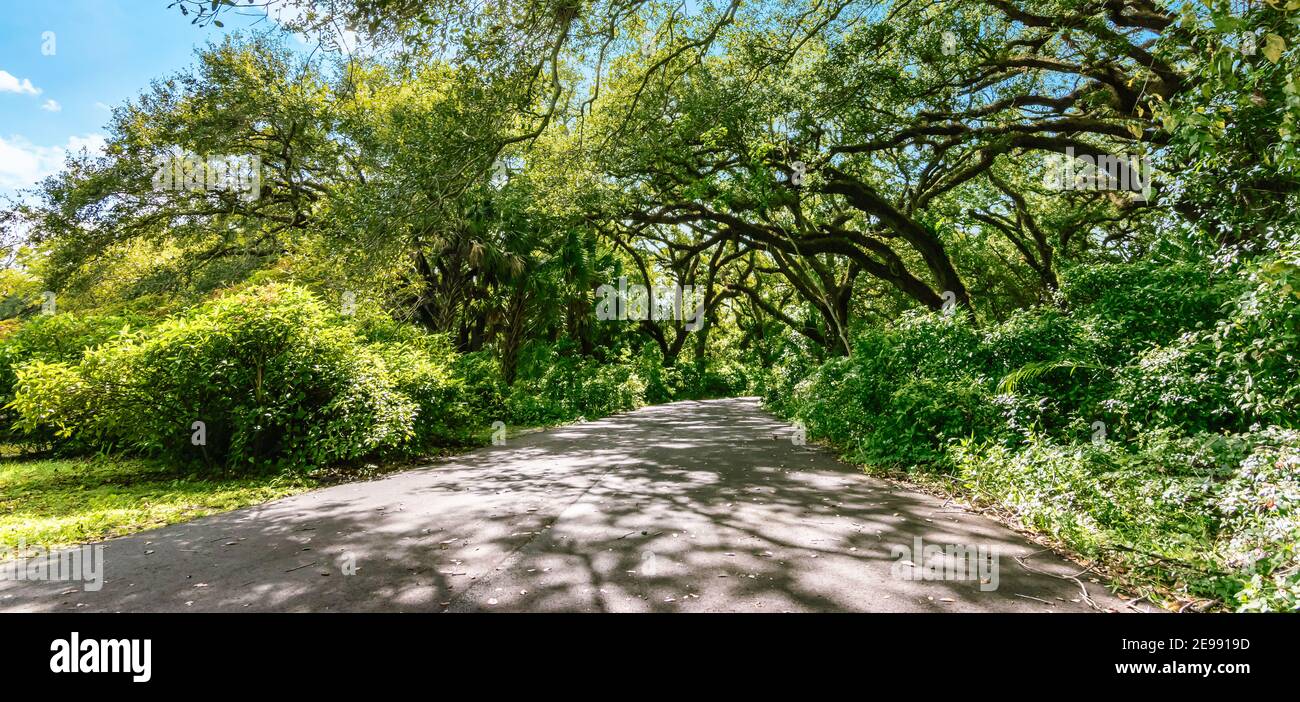 Route avec arbres suspendus dans le parc national des Everglades, en Floride. Banque D'Images