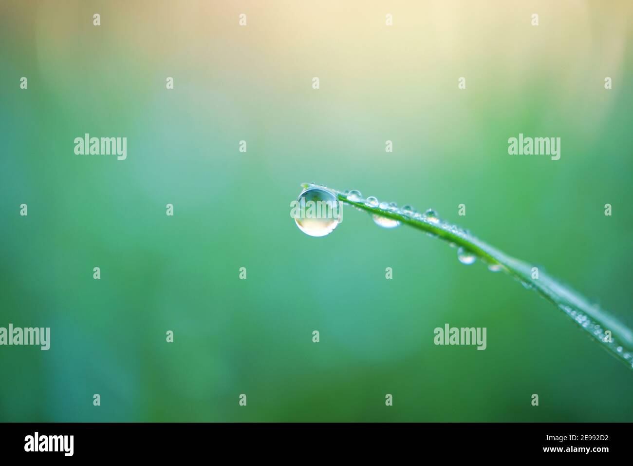 ratissage sur la feuille d'herbe par temps pluvieux Banque D'Images