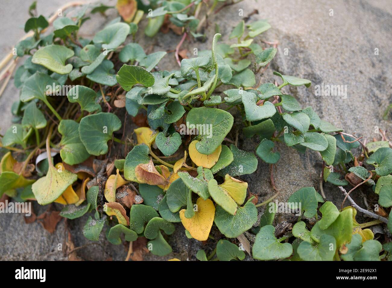 Calystegia soldanella plante sur des dunes de sable Banque D'Images