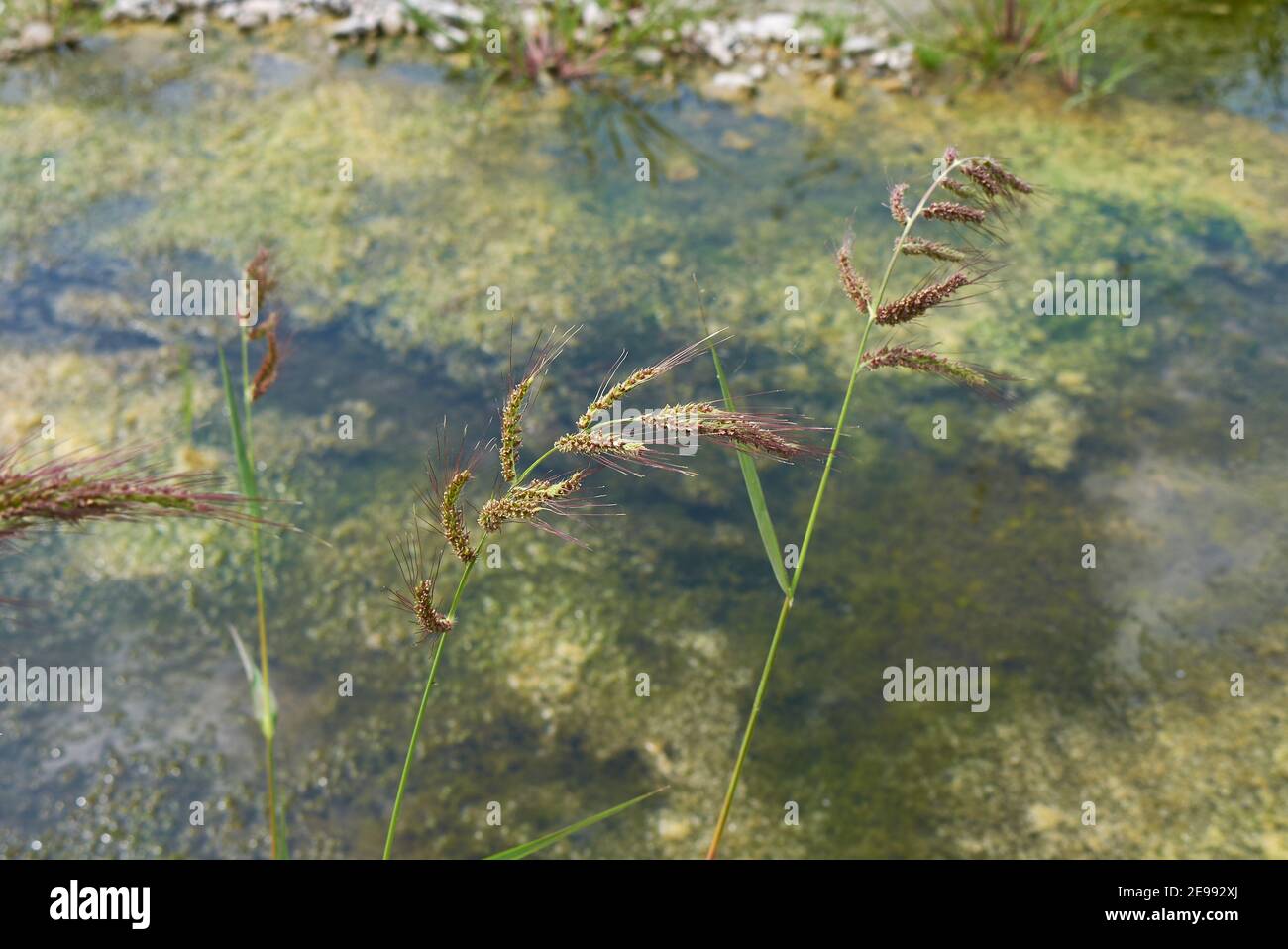 Echinochloa crus-galli plante gros plan Banque D'Images
