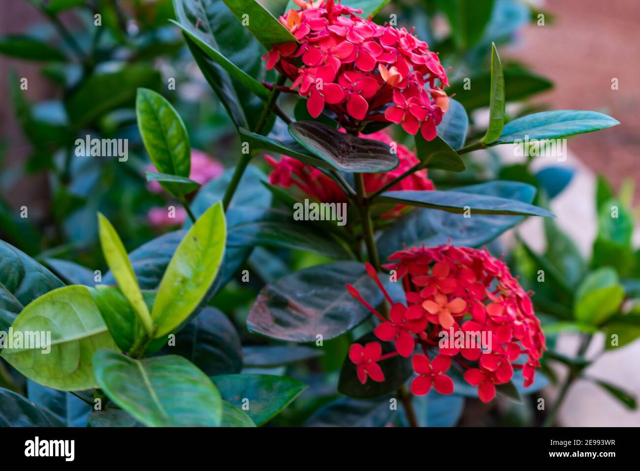 Fleur rouge indienne Lantana camara à l'aspect très beau dans un village rural indien jardin parc. Banque D'Images