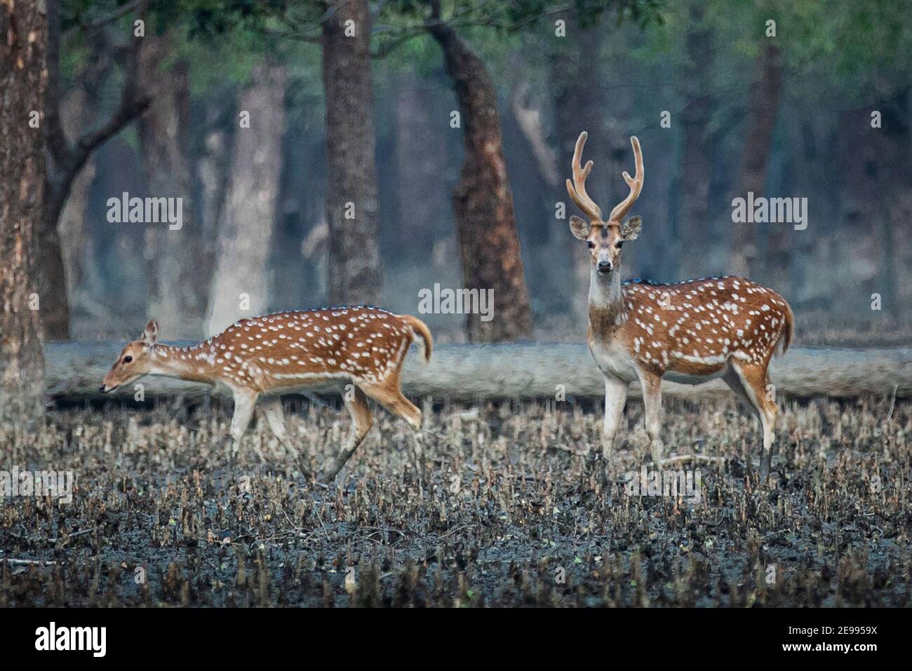 La forêt de mangroves Sundarbans. Bagerhat, Bangladesh Banque D'Images