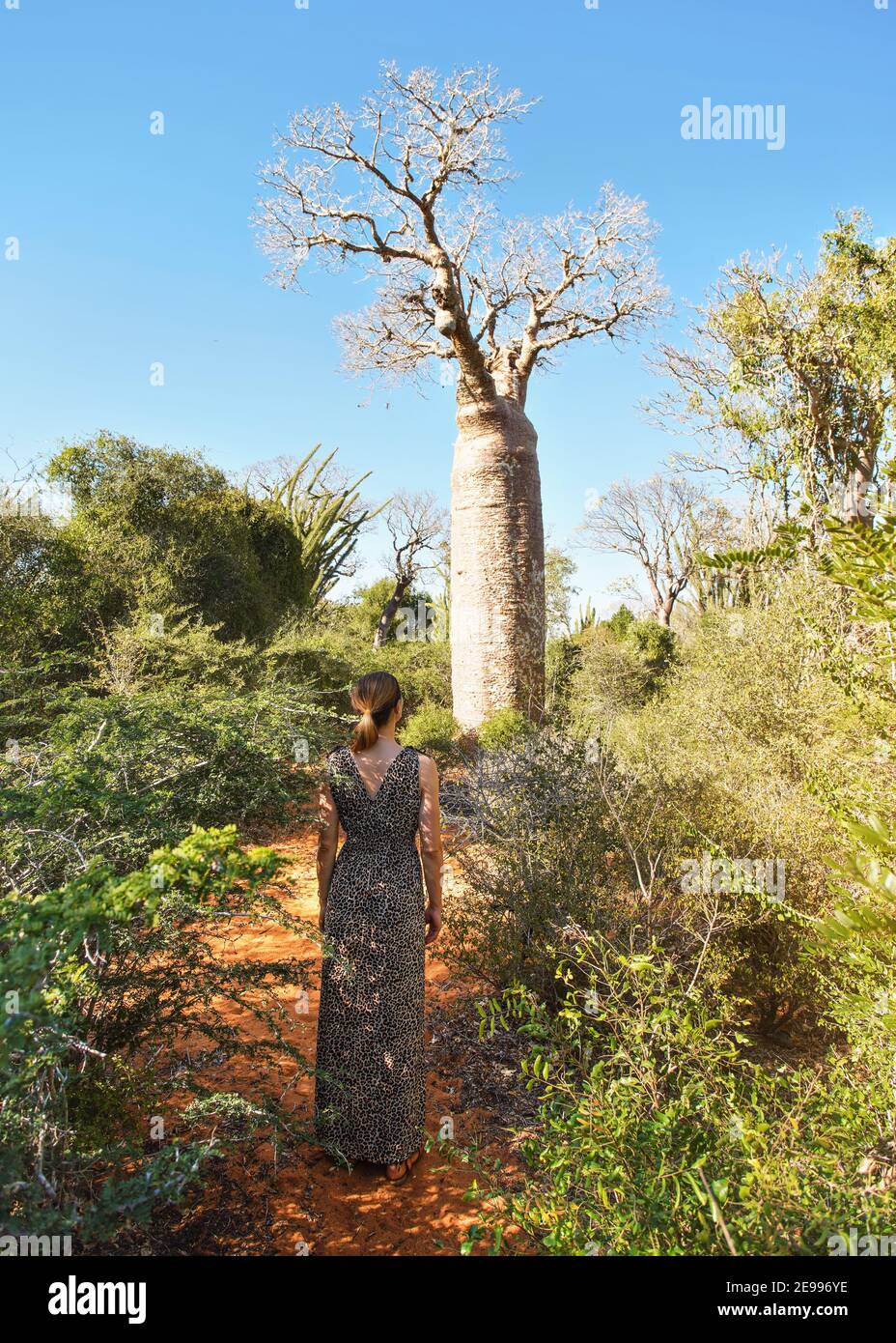 Femme portant une robe avec un motif animal marchant vers l'arbre de baobab, vue de derrière, buissons et herbe poussant sur un sol rouge poussiéreux Banque D'Images