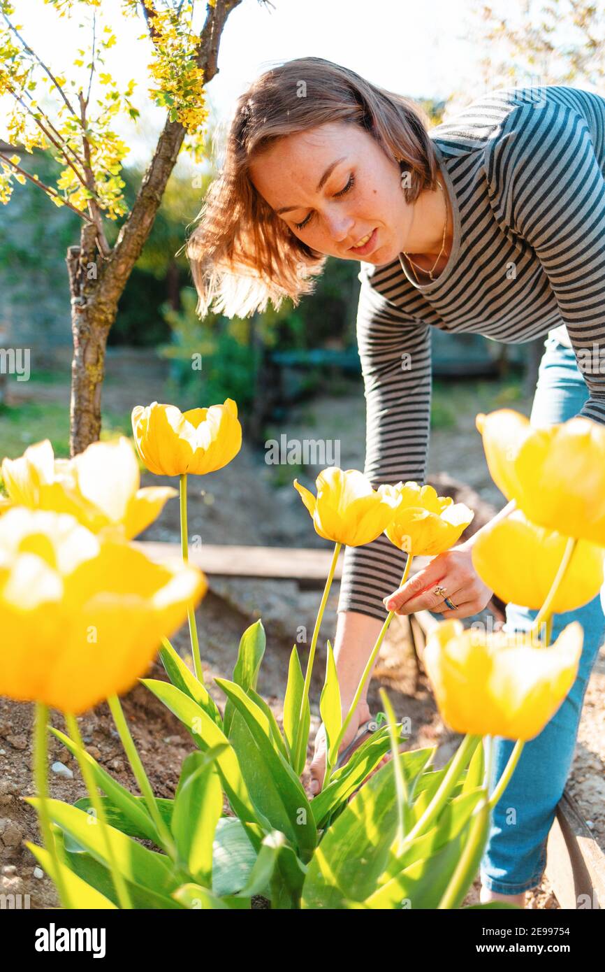 La femme blonde caucasienne coupe des tulipes jaunes dans le jardin. En arrière-plan, un jardin et la lumière du soleil. Verticale. Banque D'Images