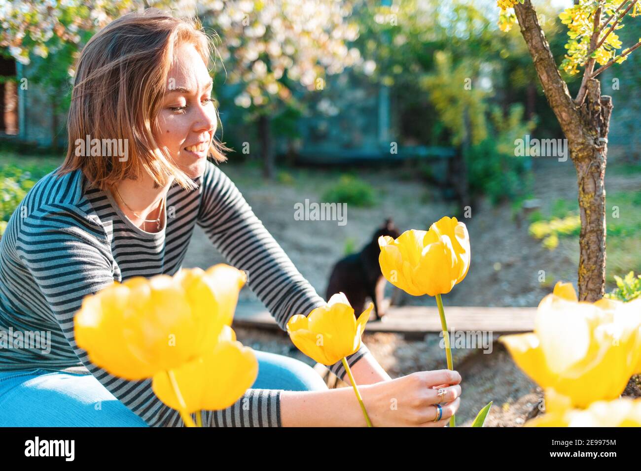Femme blonde caucasienne souriante assise et coupant des tulipes jaunes dans le jardin. En arrière-plan, un jardin ensoleillé et chat. Banque D'Images