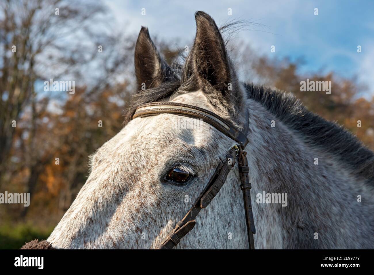 Gros plan du chef du cheval de WarmBlood tchèque Banque D'Images