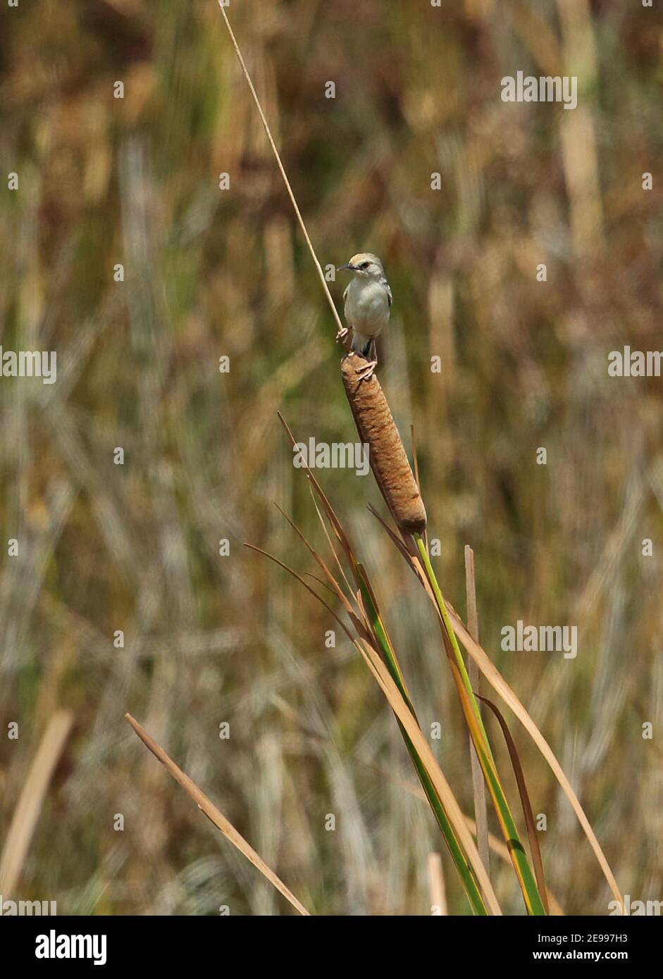 Cisticola (Cisticola galactotes galactotes) adulte perché sur le promontoire de Sainte-Lucie, Afrique du Sud Novembre Banque D'Images