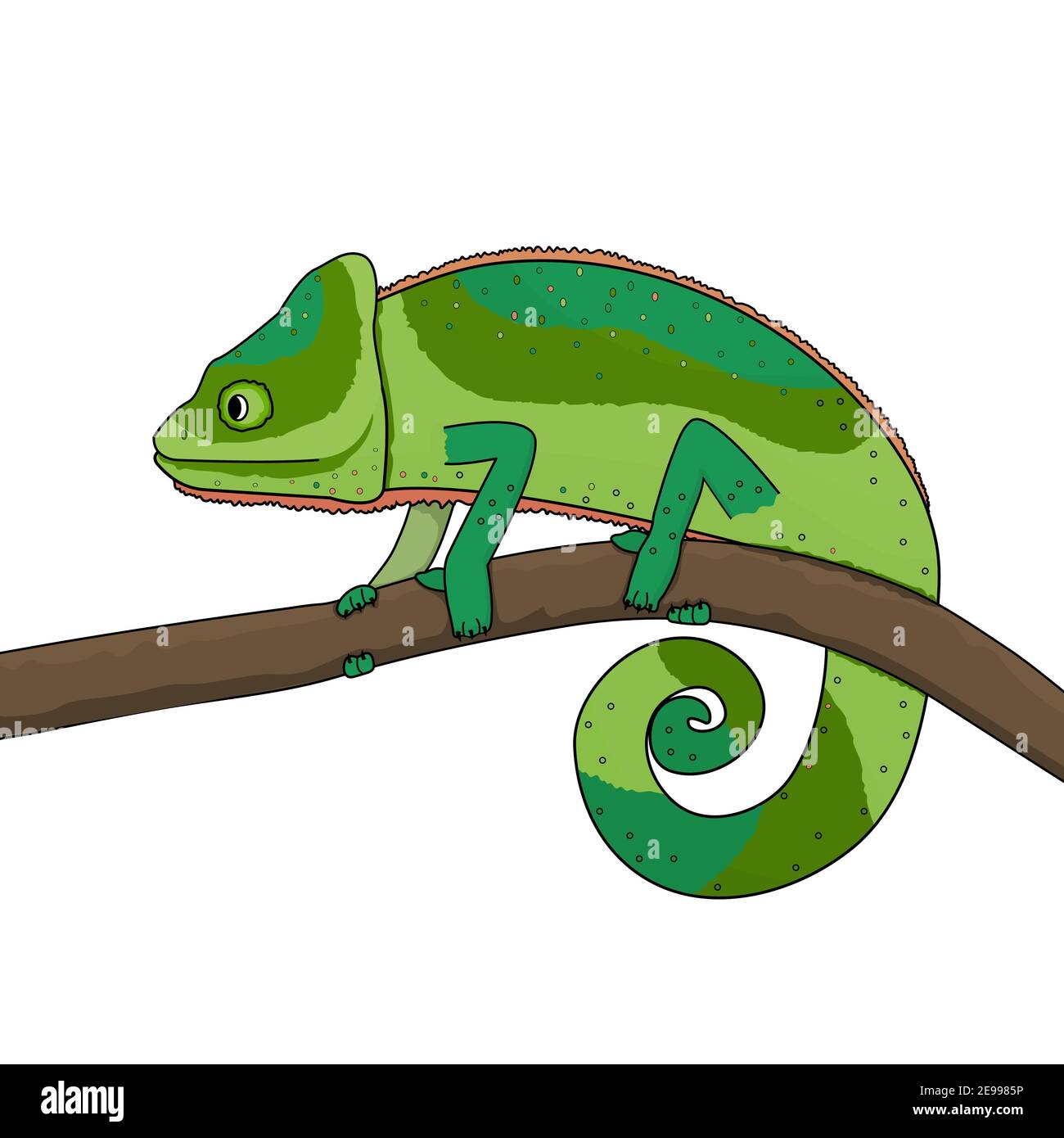 Un caméléon vert se déplace le long d'une branche d'un arbre ou d'une plante. L'animal est isolé sur fond blanc Illustration de Vecteur